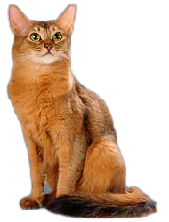 cat image