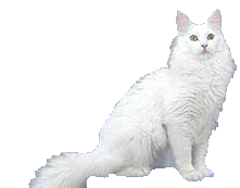 cat image