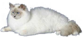 cat image